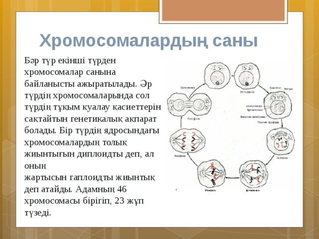 Митоз и мейоз презентация