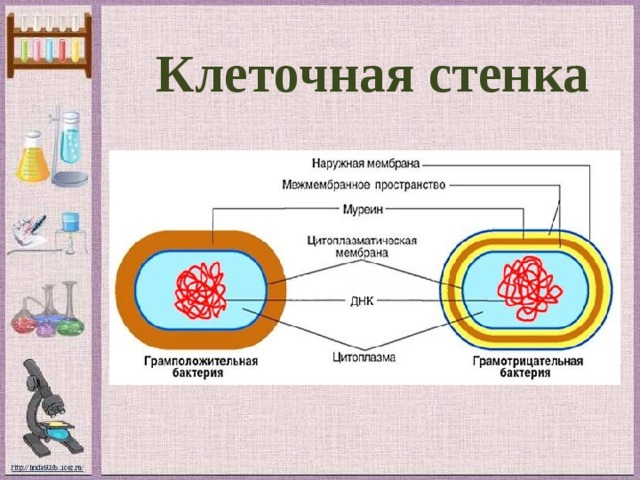 Клетка имеющая стенку