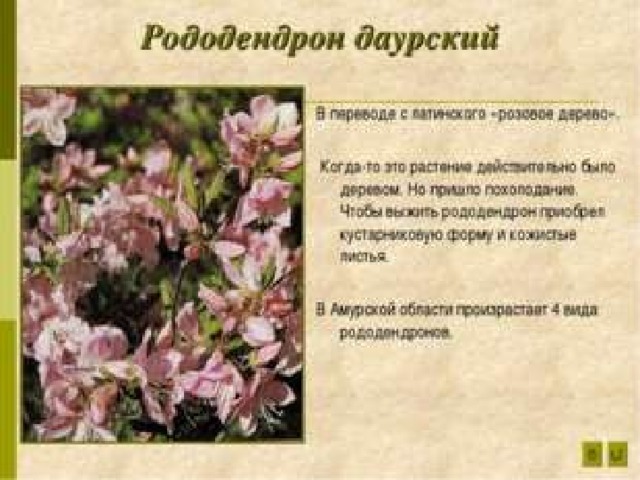 Растения красной книги амурской области презентация