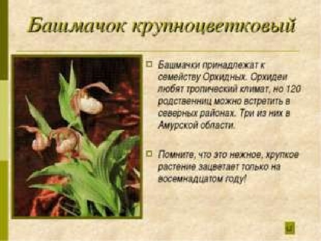 Растения красной книги амурской области презентация