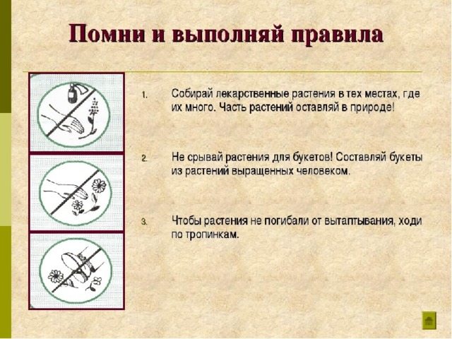 Нельзя относиться. Нельзя срывать лекарственные растения. Как нельзя относиться к лекарственным растениям. Нельзя собирать лекарственные растения. Нельзя относиться к лекарственные растения.