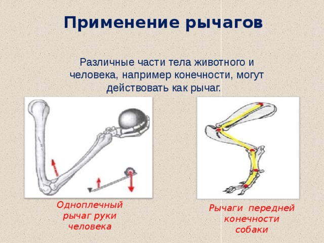 Применение рычагов Различные части тела животного и человека, например конечности, могут действовать как рычаг. Одноплечный рычаг руки человека Рычаги передней конечности собаки