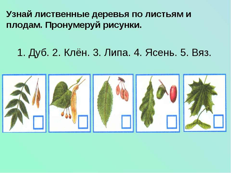 Какие виды растений изображены на рисунках 2 класс окружающий мир