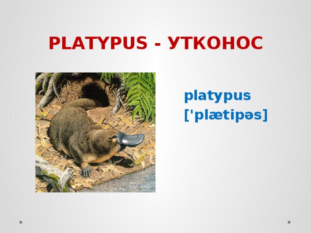 PLATYPUS - УТКОНОС  platypus  ['plætipəs]  