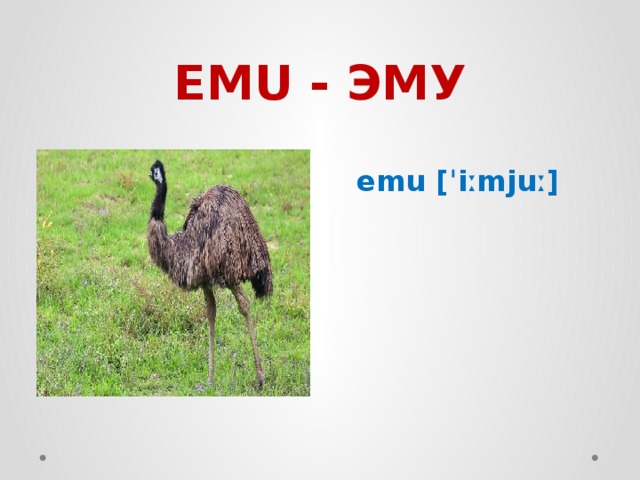 EMU - ЭМУ emu [ˈiːmjuː] 