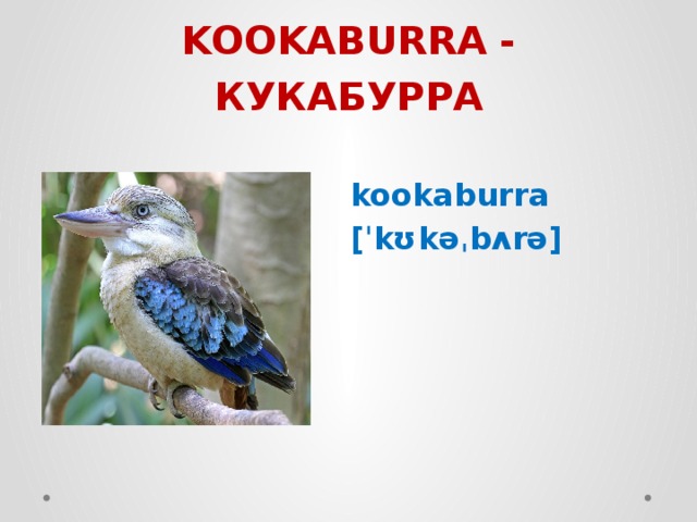 KOOKABURRA - КУКАБУРРА kookaburra [ˈkʊkəˌbʌrə] 