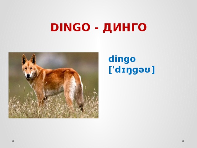 DINGO - ДИНГО dingo [ˈdɪŋɡəʊ] 