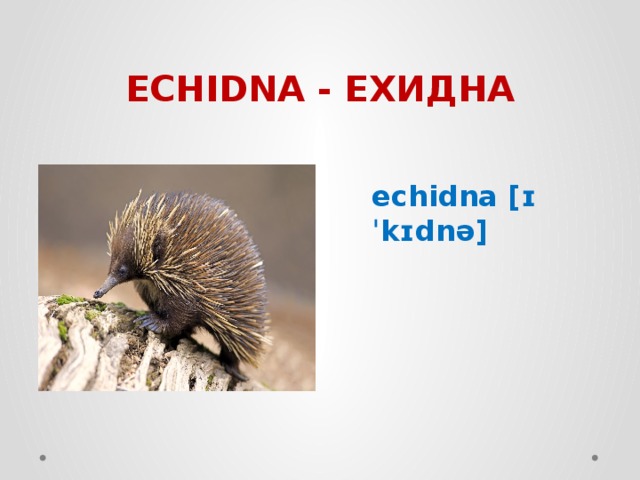 ECHIDNA - ЕХИДНА echidna [ɪˈkɪdnə] 