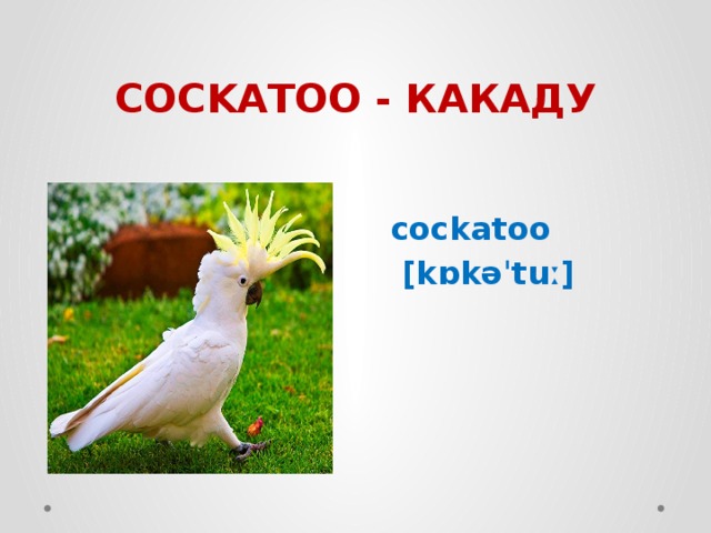 COCKATOO - КАКАДУ cockatoo  [kɒkəˈtuː] 