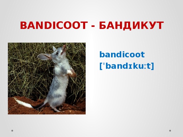 BANDICOOT - БАНДИКУТ bandicoot [ˈbandɪkuːt] 