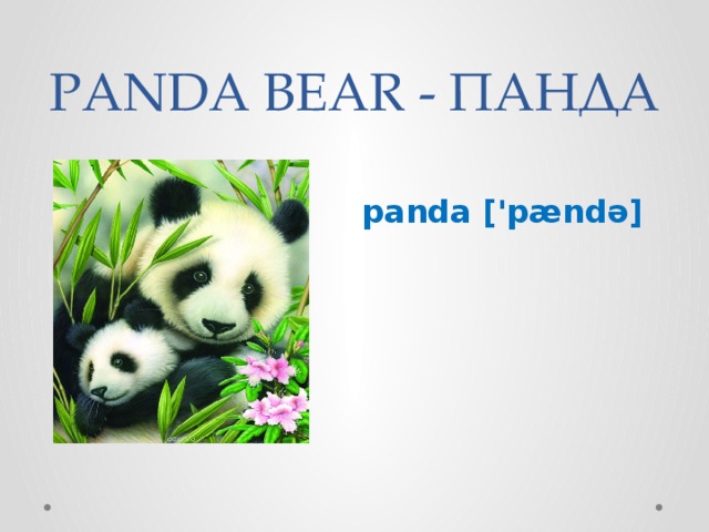 PANDA BEAR - ПАНДА panda ['pændə] 