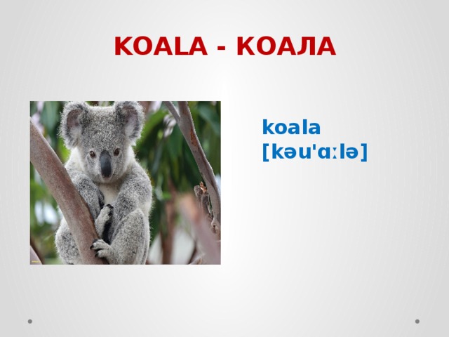 KOALA - КОАЛА koala [kəu'ɑːlə] 