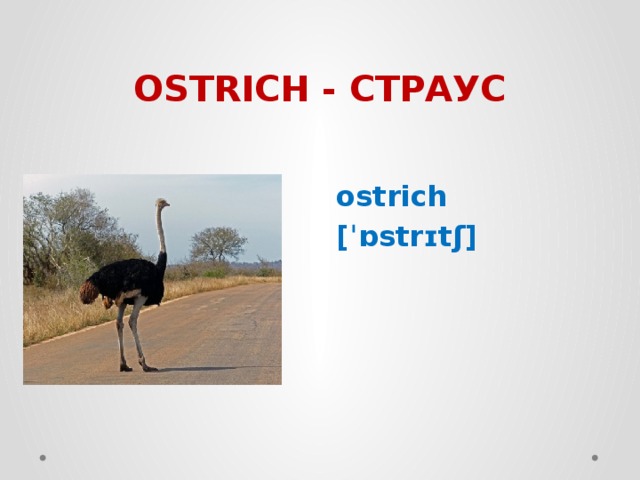 OSTRICH - СТРАУС  ostrich  [ˈɒstrɪtʃ] 