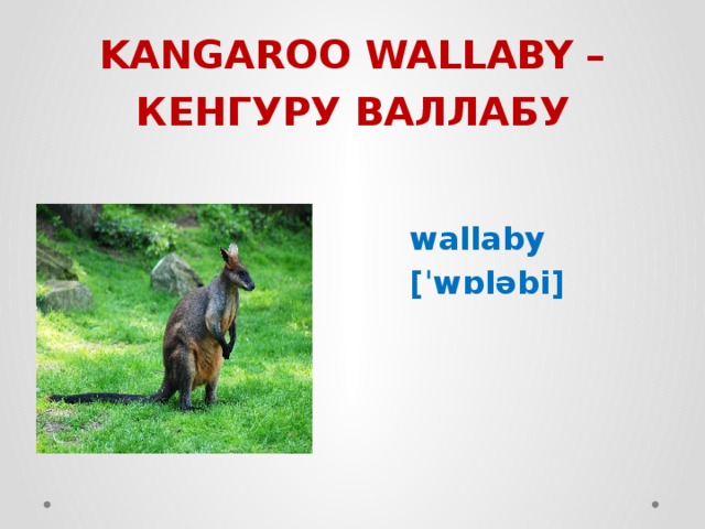 KANGAROO WALLABY –  КЕНГУРУ ВАЛЛАБУ  wallaby  [ˈwɒləbi] 