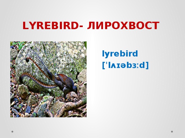 LYREBIRD- ЛИРОХВОСТ lyrebird [ˈlʌɪəbɜːd] 