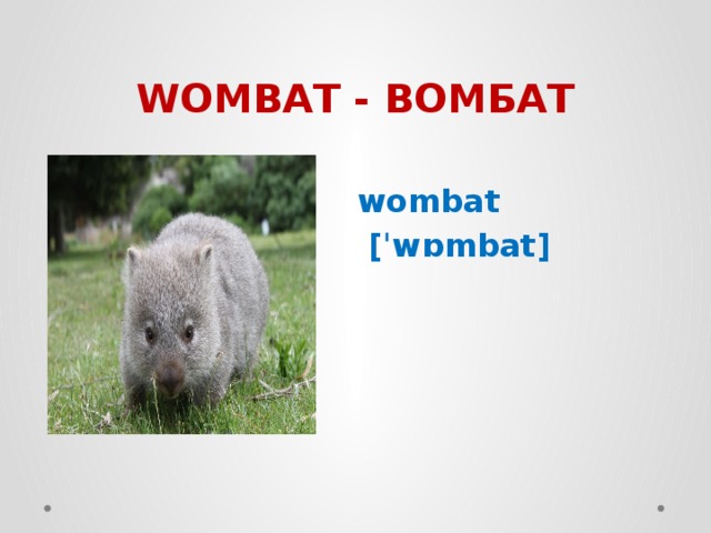 WOMBAT - ВОМБАТ wombat  [ˈwɒmbat] 
