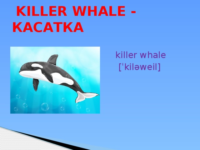  KILLER WHALE - КАСАТКА killer whale  [ˈkiləweil] 