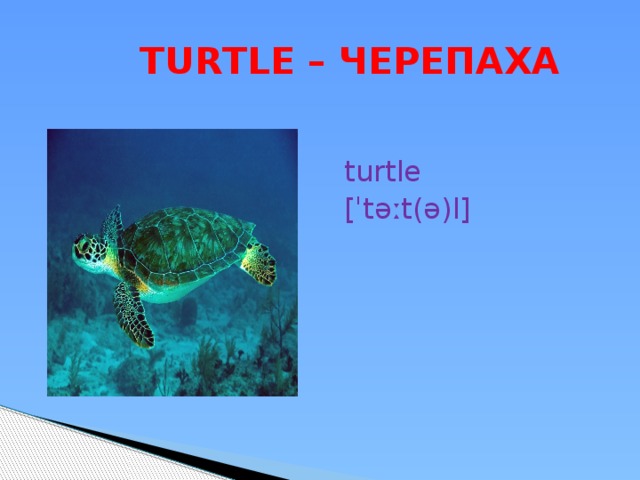  TURTLE – ЧЕРЕПАХА turtle [ˈtəːt(ə)l] 