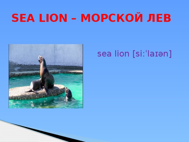 SEA LION – МОРСКОЙ ЛЕВ sea lion [si:ˈlaɪən] 