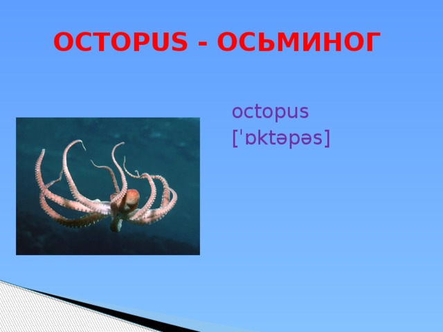  OCTOPUS - ОСЬМИНОГ octopus [ˈɒktəpəs] 