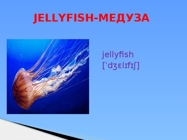  JELLYFISH-МЕДУЗА jellyfish [ˈdʒɛlɪfɪʃ] 