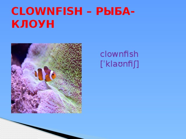 CLOWNFISH – РЫБА-КЛОУН clownfish [ˈklaʊnfiʃ] 