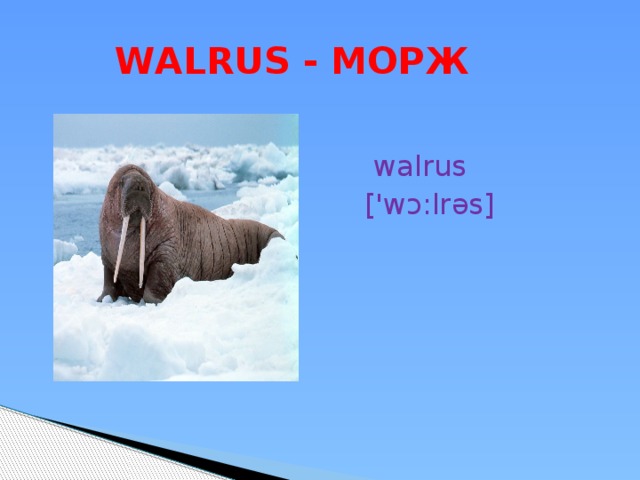  WALRUS - МОРЖ  walrus ['wɔ:lrəs] 