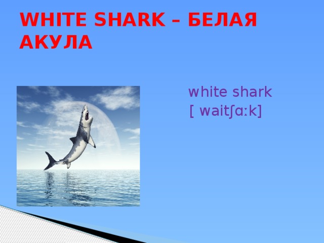 WHITE SHARK – БЕЛАЯ АКУЛА  white shark  [ waitʃɑːk]  