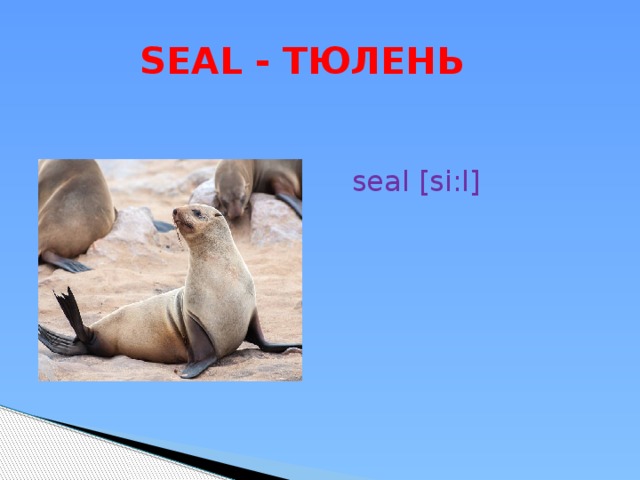  SEAL - ТЮЛЕНЬ  seal [si:l] 