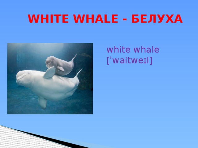 WHITE WHALE - БЕЛУХА white whale [ˈwaitweɪl] 