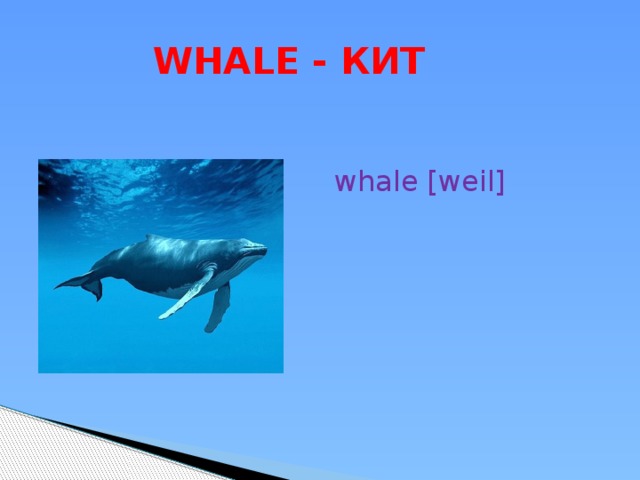  WHALE - КИТ whale [weil] 