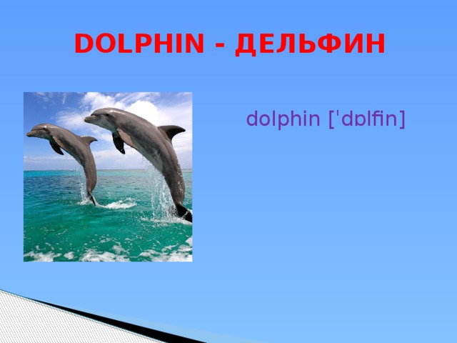  DOLPHIN - ДЕЛЬФИН dolphin [ˈdɒlfin] 