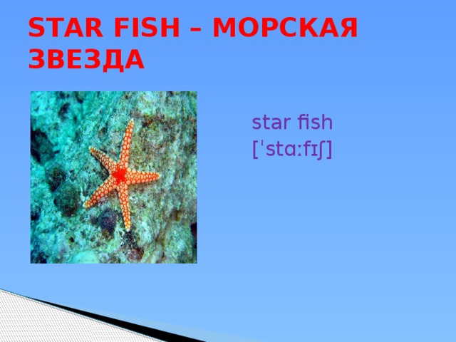 STAR FISH – МОРСКАЯ ЗВЕЗДА  star fish  [ˈstɑːfɪʃ] 