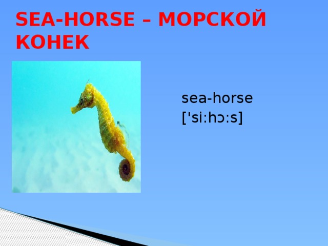 SEA-HORSE – МОРСКОЙ КОНЕК sea-horse ['si:hɔ:s] 