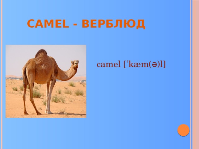 Camel - верблюд.