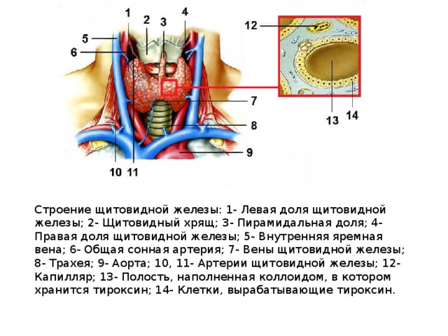 Щитовидная железа биология 8. Вены щитовидной железы анатомия. Строение доли щитовидной железы. Строение щитовидной железы человека анатомия.