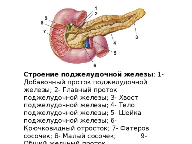 Строение поджелудочной железы : 1- Добавочный проток поджелудочной железы; 2- Главный проток поджелудочной железы; 3- Хвост поджелудочной железы; 4- Тело поджелудочной железы; 5- Шейка поджелудочной железы; 6- Крючковидный отросток; 7- Фатеров сосочек; 8- Малый сосочек; 9- Общий желчный проток.    