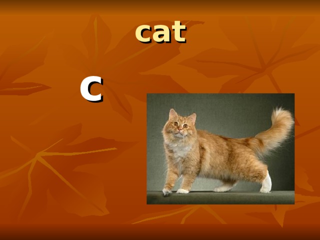 cat  c 