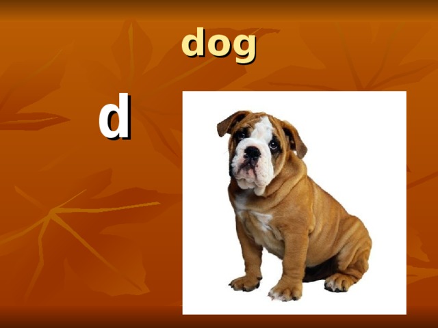 dog  d 