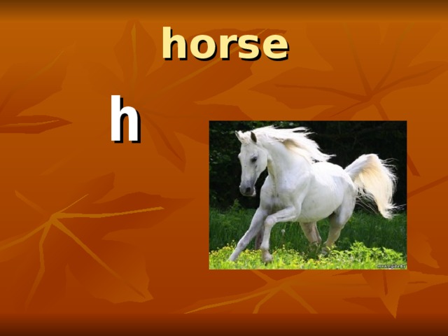 horse  h 