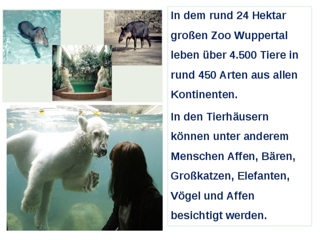 In dem rund 24 Hektar großen Zoo Wuppertal leben über 4.500 Tiere in rund 450 Arten aus allen Kontinenten. In den Tierhäusern können unter anderem Menschen Affen, Bären, Großkatzen, Elefanten, Vögel und Affen besichtigt werden. 