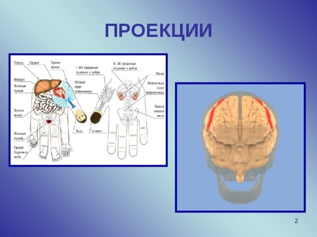ПРОЕКЦИИ  