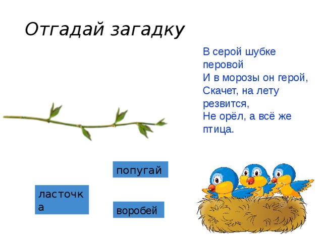 Загадки о воробье 2 класс и нарисовать