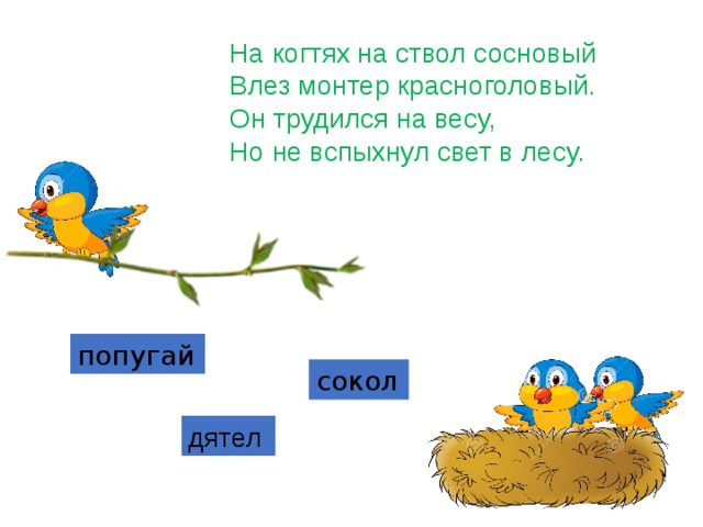 На когтях на ствол сосновый   Влез монтер красноголовый.   Он трудился на весу,   Но не вспыхнул свет в лесу. попугай сокол дятел 