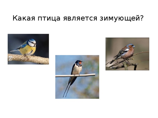 Какая птица является зимующей? 