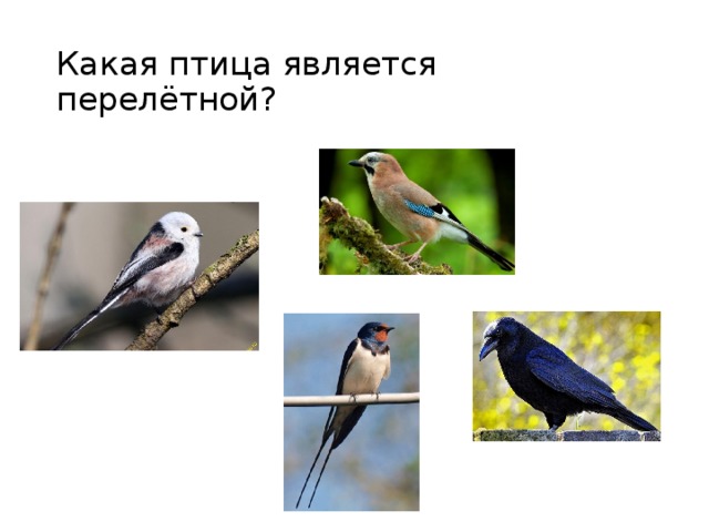 Какая птица является перелётной? 