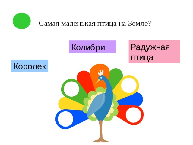  Самая маленькая птица на Земле?   Радужная птица Колибри Королек 