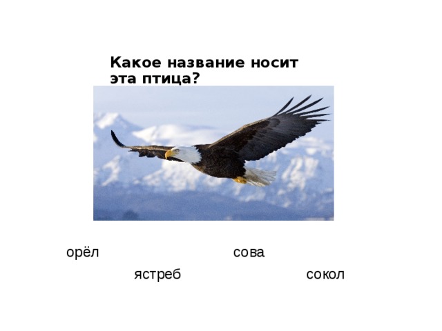 Какое название носит эта птица? орёл сова ястреб сокол 