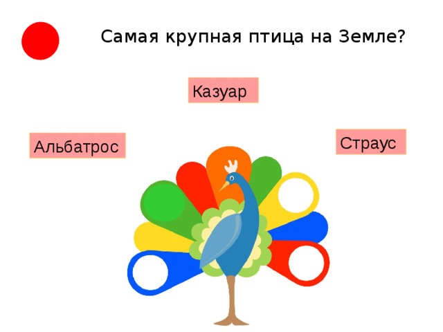Самая крупная птица на Земле?   Казуар  Страус Альбатрос 