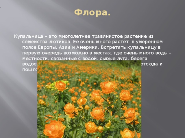     Флора.   Купальница – это многолетнее травянистое растение из семейства лютиков. Ее очень много растет  в умеренном поясе Европы, Азии и Америки. Встретить купальницу в первую очередь возможно в местах, где очень много воды – местности, связанные с водой: сырые луга, берега водоемов, затенённые опушки леса. Наверное, отсюда и пошло такое «мокрое» название.    